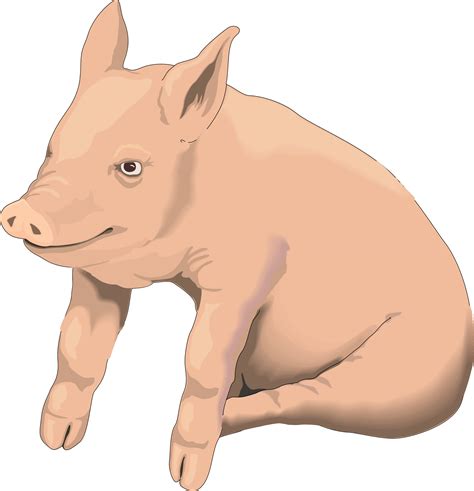 Hog Clipart Clean Pig Hog Clean Pig Transparent Free For Download On