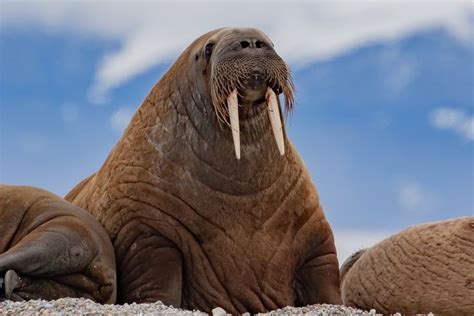 Woah Thats A Big Walrus A Fun Fact About Walruses They Can Weigh