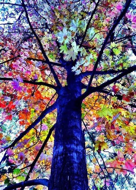Beautiful Tree Eucalipto arcoiris Arte de árboles Arboles de colores