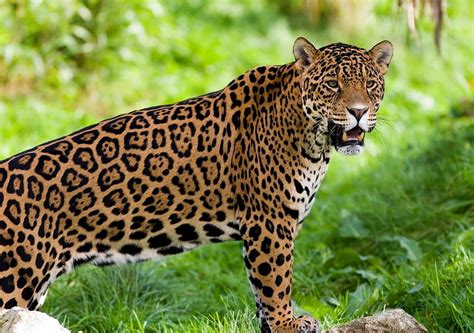 Animals Jaguar Predator Wild Cat Wildcat Hd Wallpaper Pxfuel