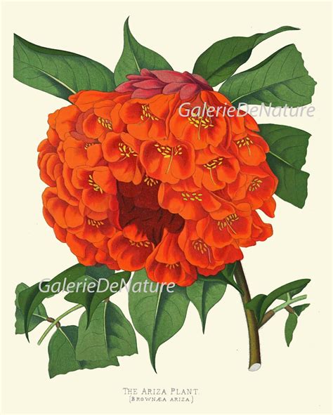 Botanical Print Flower Art P30 4x6 5x7 8x10 11x14 Beautiful Etsy