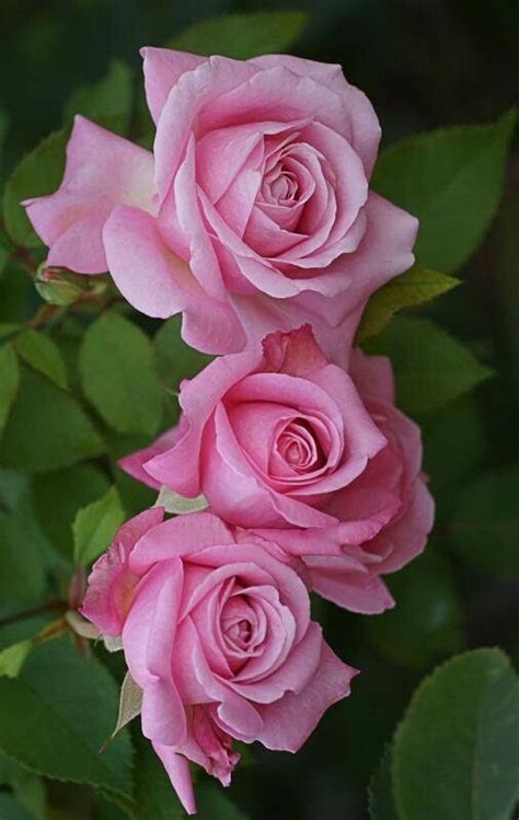 'princess anne' rose flickr/simon felton 997 best Rose reference images on Pinterest | Beautiful ...