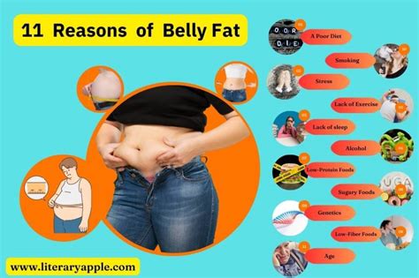 11 Reasons Of Belly Fat Causes Of Abdominal Fat Literary Apple