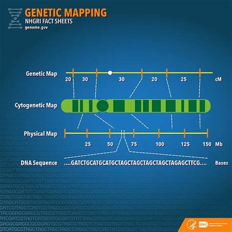 genetic linkage map