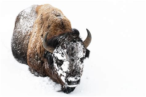 Yellowstone Winter Bison Photograph By Robert Goodell Pixels
