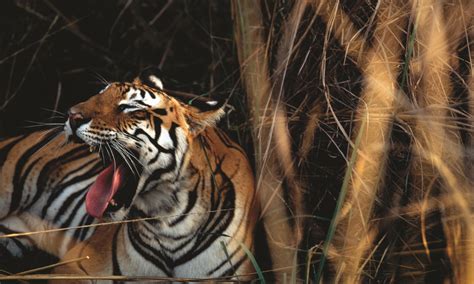 Tiger Numbers Grow In Well Managed Strongholds Magazine Articles Wwf