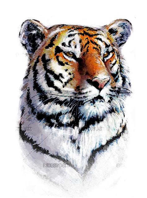 Dibujo De Una Cara De Un Tigre Realista Dibustock Dibujos E