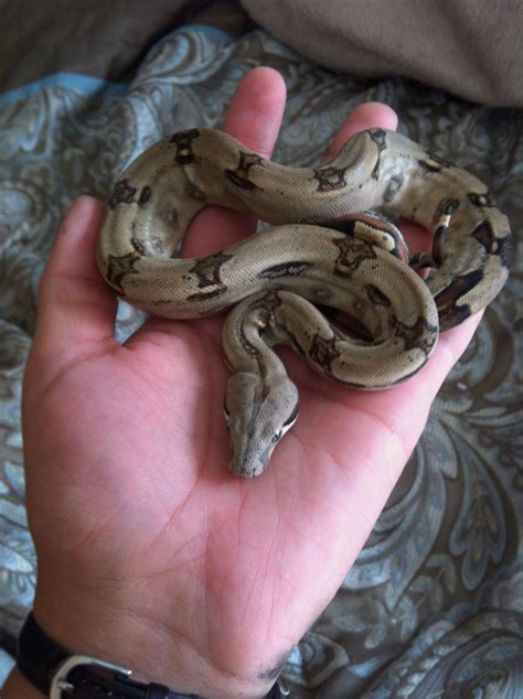 Baby Columbian Redtail Boa Winston Red Tail Boa Spiders And Snakes