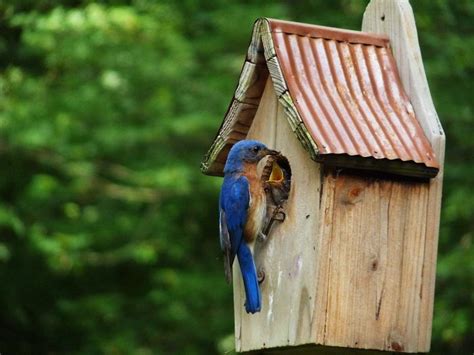 Where Is The Best Place For A Bluebird House Birds And Blooms