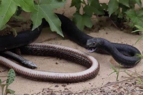 Stomach Churning Moment Massive Snake Regurgitates Another Live Snake