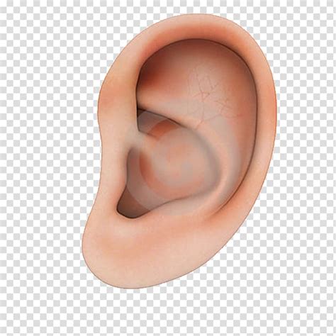 Earring Structure Human Ear Structure Transparent Background PNG