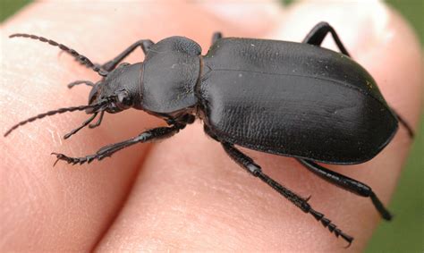 Black Calosoma Ground Beetle Pace Turf Photo Gallery