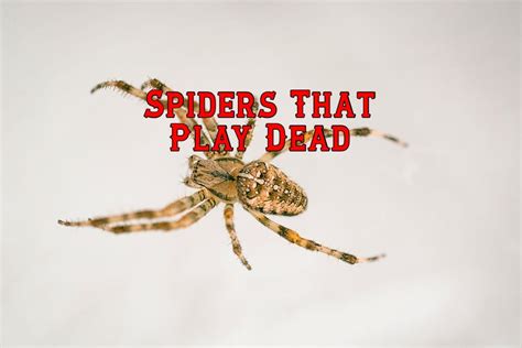 8 Spiders That Play Dead And Facts You Should Know