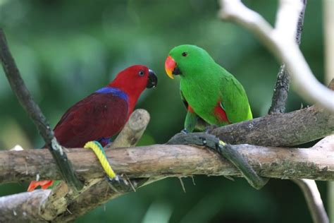 Eclectus Parrot Bird Tropical 35 Wallpapers Hd Desktop And Mobile