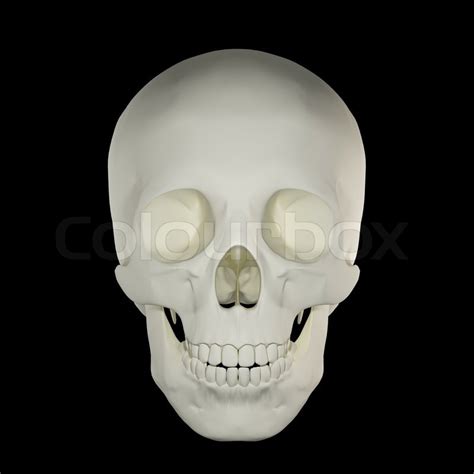 Human Skull Front View Stock Photo Colourbox