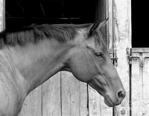 Horse Portrail Black And White Photograph By Sandi Oreilly