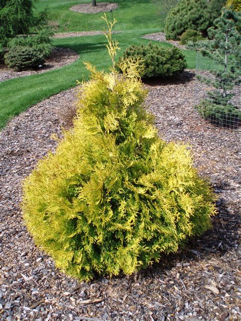 Golden Conifers In Winter Rotary Botanical Gardens