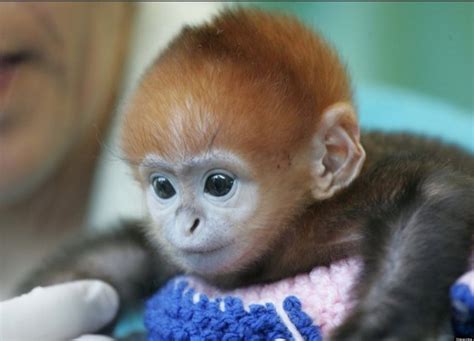 Monito Monos Animales Moño Para Bebe Moños