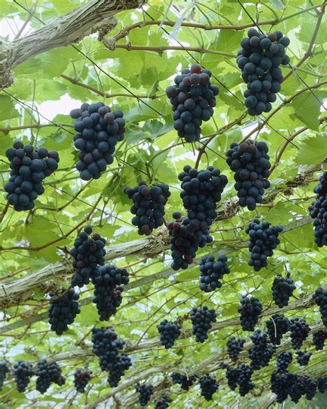 How much sun should a garden get. Growing grapes is as close as you can get to make wine ...