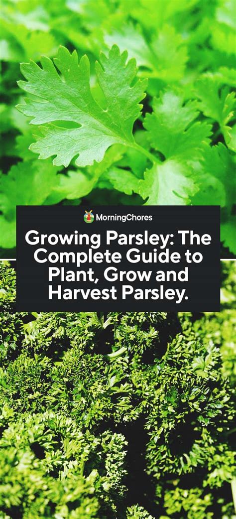 Growing Parsley The Complete Guide To Plant Grow And Harvest Parsley