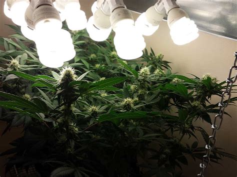 We did not find results for: Grow Light Breakdown: Heat, Cost & Yields — Cannabis ...