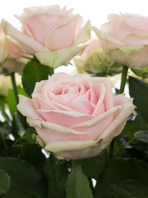Die Sweet Avalanche Rose Ist Eine Besonders Edele Rose Sie Blüht In