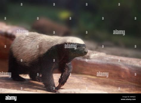 Honey Badger Mellivora Capensis Is Known For Being Tough And Tenacious