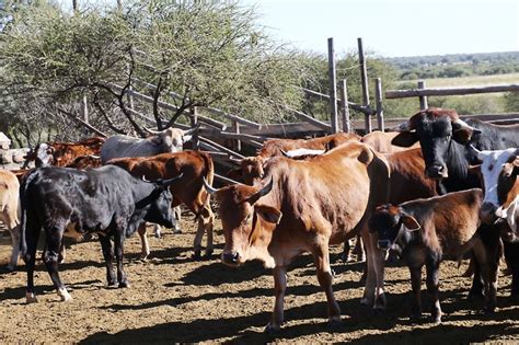 Suspected Stolen Cattle Intercepted At Wedding Mmegi Online