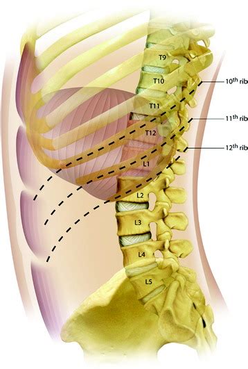 Anterior Approaches To The Thoracic Spine And Thoracolumbar Junction