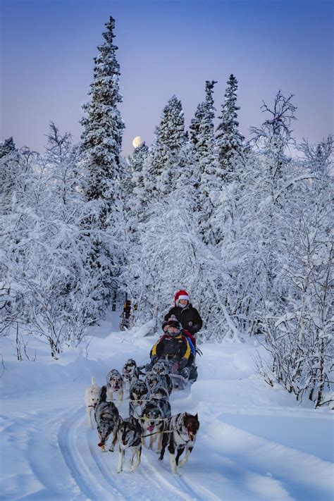 Contact Snowdog Kirunas Favourite Husky Dog Sledding And