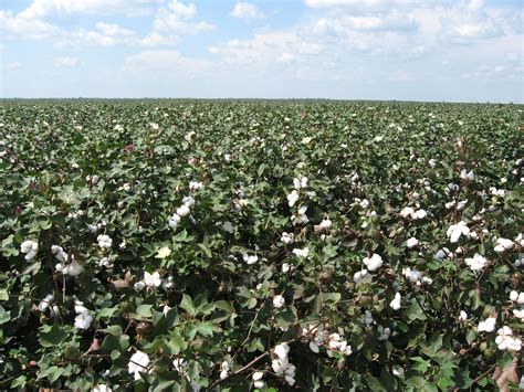 Cotton Fields Us 65 Tensas Parish Louisiana 4 Flickr