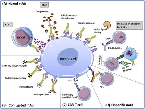 Mechanism Of Action Of MAb Therapy A Naked MAb Can Function Through Download Scientific