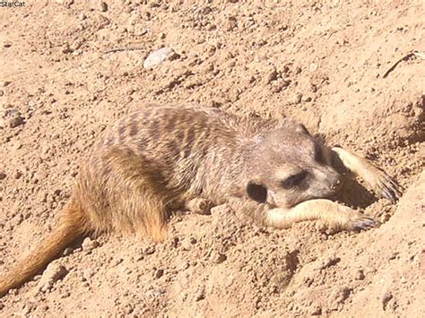A Sleeping Meerkat Resting Meerkat Sand Sleeping Hd Wallpaper Peakpx