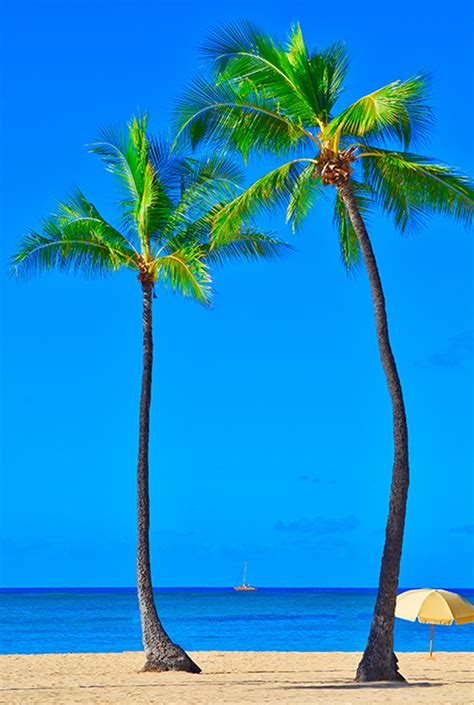 South Beach Palm Trees A Focus On Florida