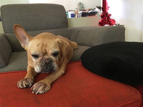 The french bulldog is a top heavy breed. French Bulldog Rescue Network :: Camile in CA