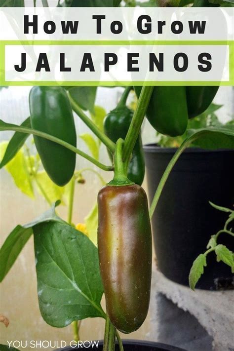 How To Grow Jalapenos And Preserve Your Harvest You Should Grow