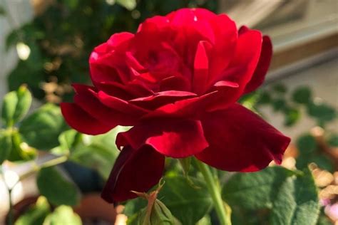 Top 12 Red Rose Bush Varieties Song Of Roses