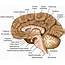 Human Brain Anatomy Vector Illustration White Background — Stock 