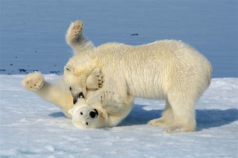 Polar Bears Caught Playing In The Snow In The Artic Circle