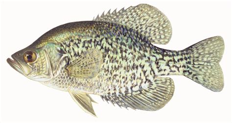 Black Crappie Illustration By Maynard Reece From Iowa Fish And
