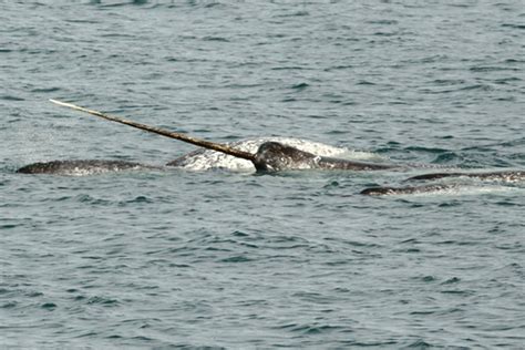 Narwhals Altering Migration Patterns Due To Climate Change Research