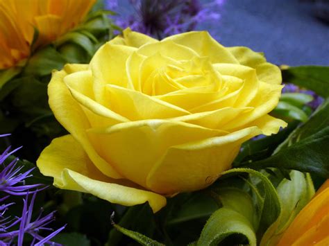 Free Stock Photo 12913 Close Up On Beautiful Yellow Rose