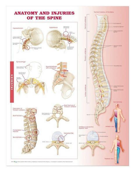 The Human Spine Laminated Anatomy Chart