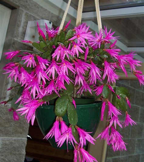 Earth And Space News Wild Brazilian Easter Cactus Kin To Cultivars