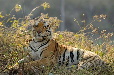 Royal Bengal Tiger Endangered Tiger Conservation Habitat Facts