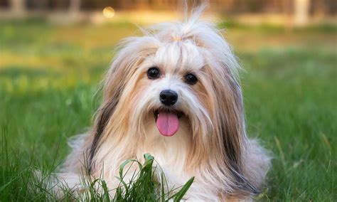 Havanese Dog Breed Characteristics Care And Photos Bechewy