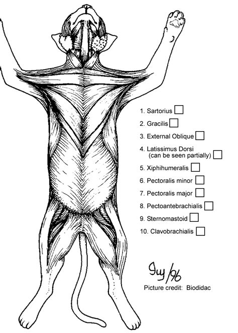 Cat Anatomy Muscles Coloring Coloring Coloring Pages