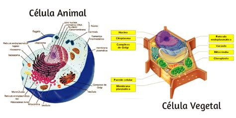 Célula Animal E Célula Vegetal Diferenças E Resumo Escolar