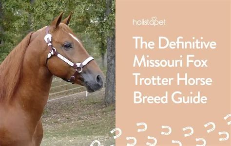 Missouri Fox Trotter Horse Breed Profile Care And Facts Holistapet