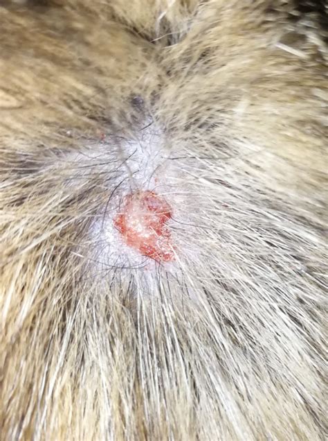 Cat Has A Small Wound On Back Of The Head Do I Need To See The Vet